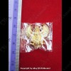 Garuda Lp Key BE.2556 Krutha King Of Bird Gold Color Plated Large Thai Amulet