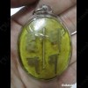 Thai Amulet Love Sex Attraction Yinkurak Holy GECKOS In Oil Aj Perm-plaidum